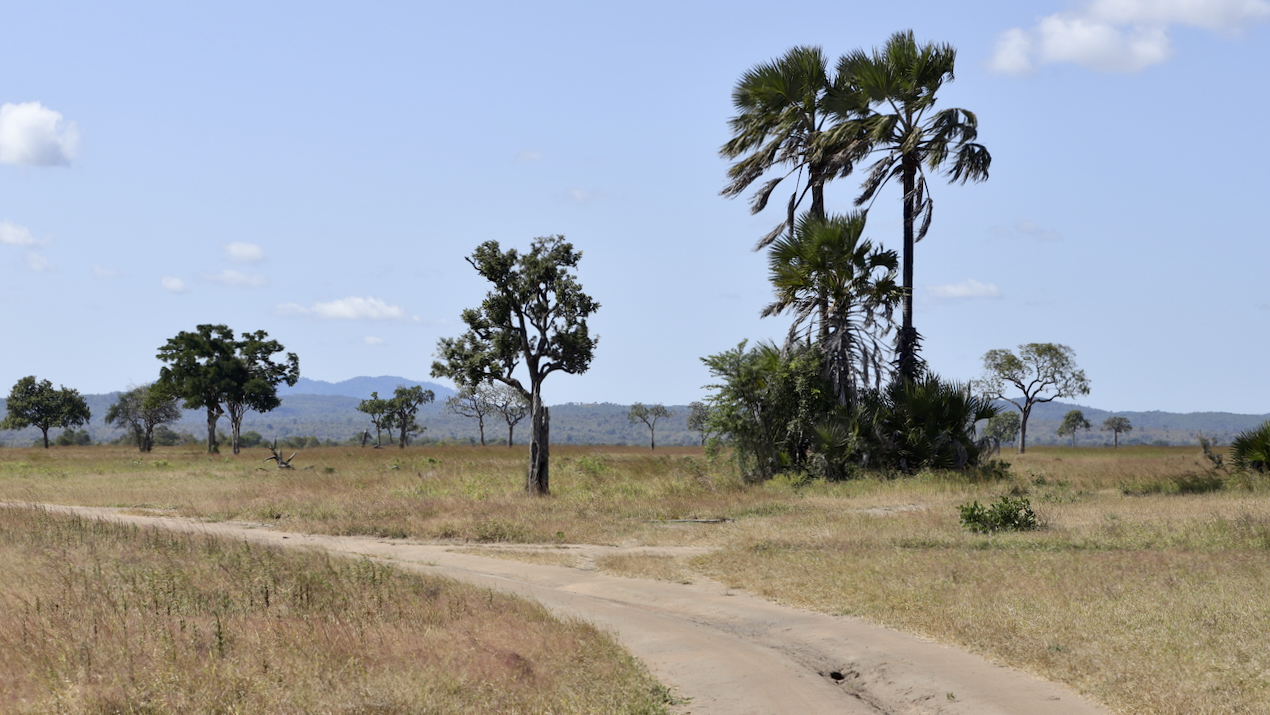 -- En SAFARI dans le Sud de la TANZANIE  - Juin 2024  -- FIN le 17/08/24 -- - Page 7 Opjy