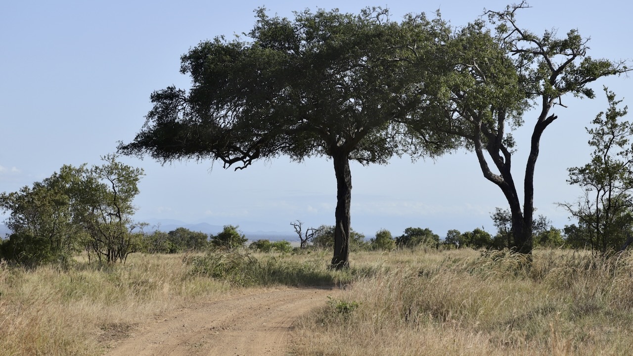 -- En SAFARI dans le Sud de la TANZANIE  - Juin 2024  -- FIN le 17/08/24 -- - Page 5 Q23l