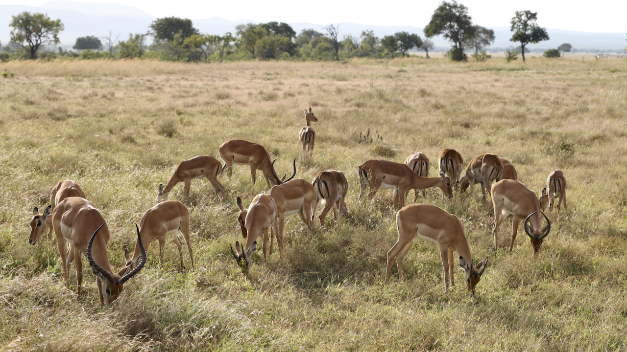 -- En SAFARI dans le Sud de la TANZANIE  - Juin 2024  -- FIN le 17/08/24 -- - Page 4 Uhr2