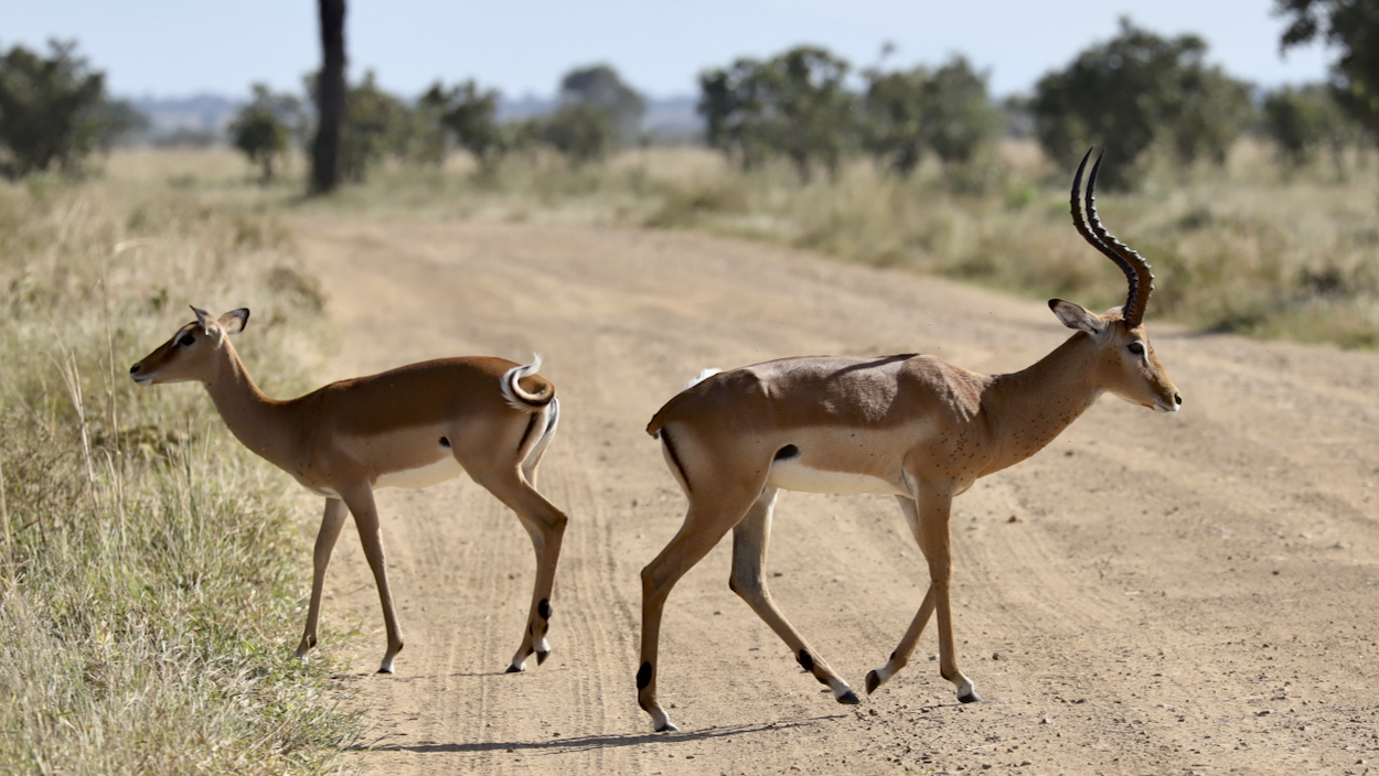 -- En SAFARI dans le Sud de la TANZANIE  - Juin 2024  -- FIN le 17/08/24 -- - Page 7 Vouq