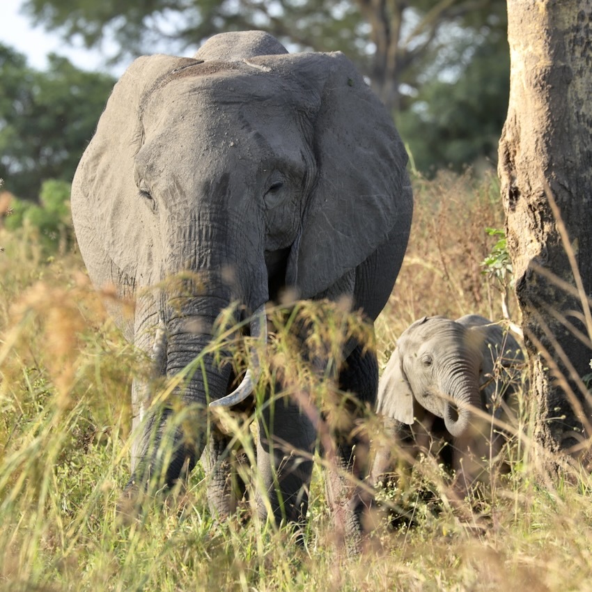 -- En SAFARI dans le Sud de la TANZANIE  - Juin 2024  -- FIN le 17/08/24 -- - Page 4 Xiaq