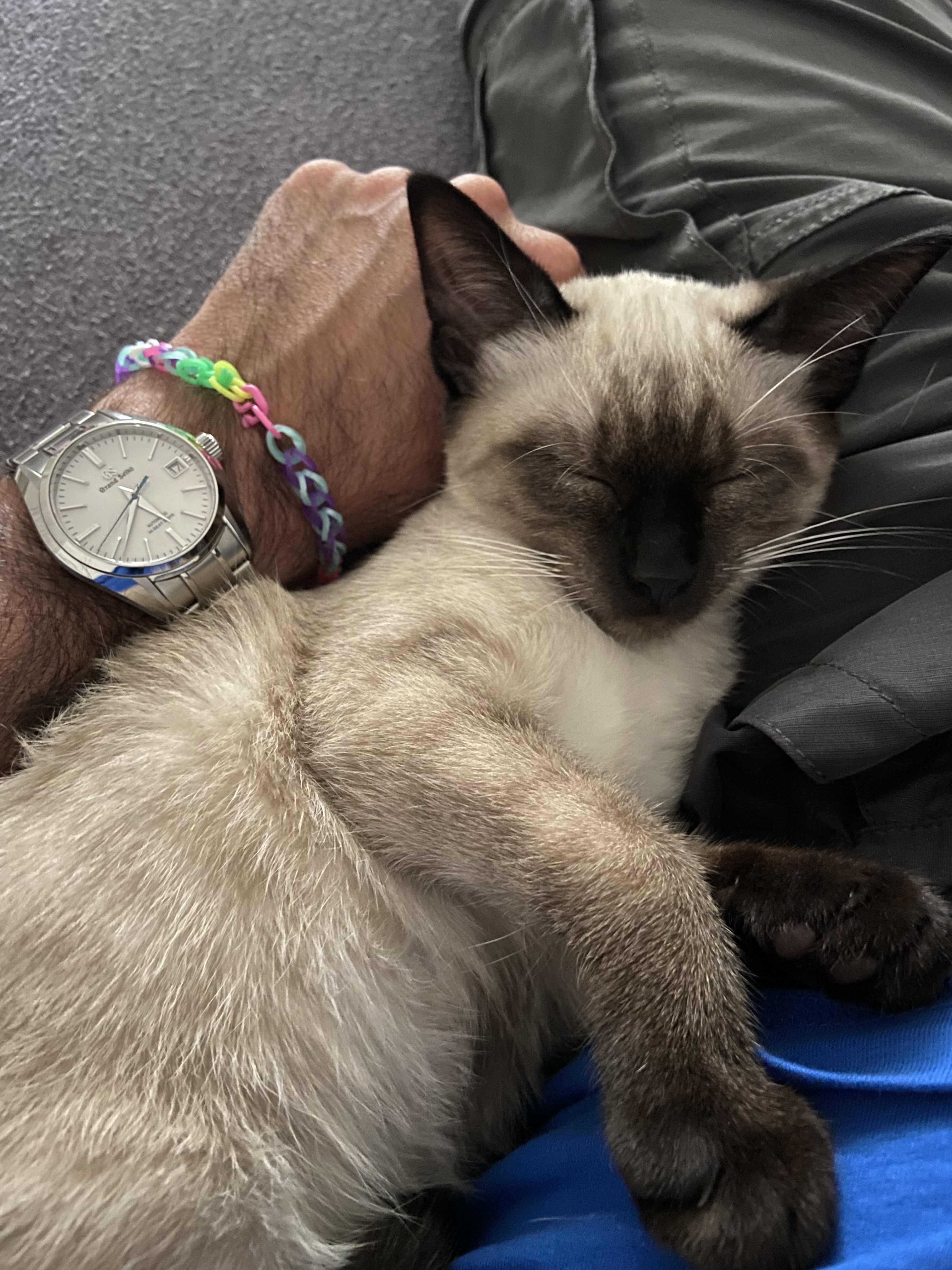 Vos animaux et vos montres :-) - Page 4 6d2c