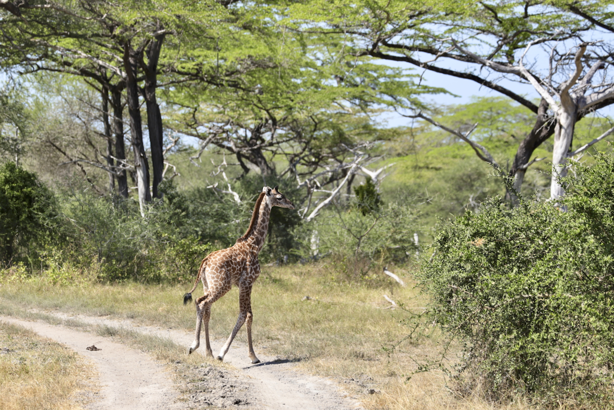 -- En SAFARI dans le Sud de la TANZANIE  - Juin 2024  -- FIN le 17/08/24 -- - Page 10 S5f0