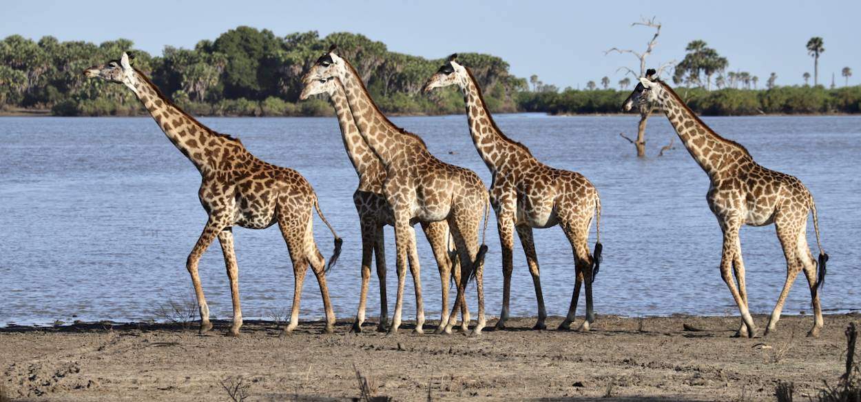 -- En SAFARI dans le Sud de la TANZANIE  - Juin 2024  -- FIN le 17/08/24 -- - Page 11 0195