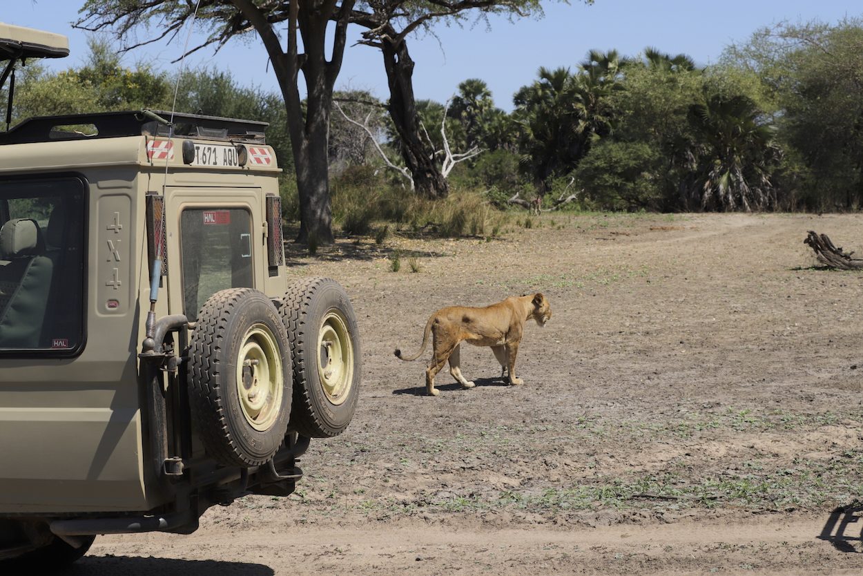 -- En SAFARI dans le Sud de la TANZANIE  - Juin 2024  -- FIN le 17/08/24 -- - Page 11 8rcn