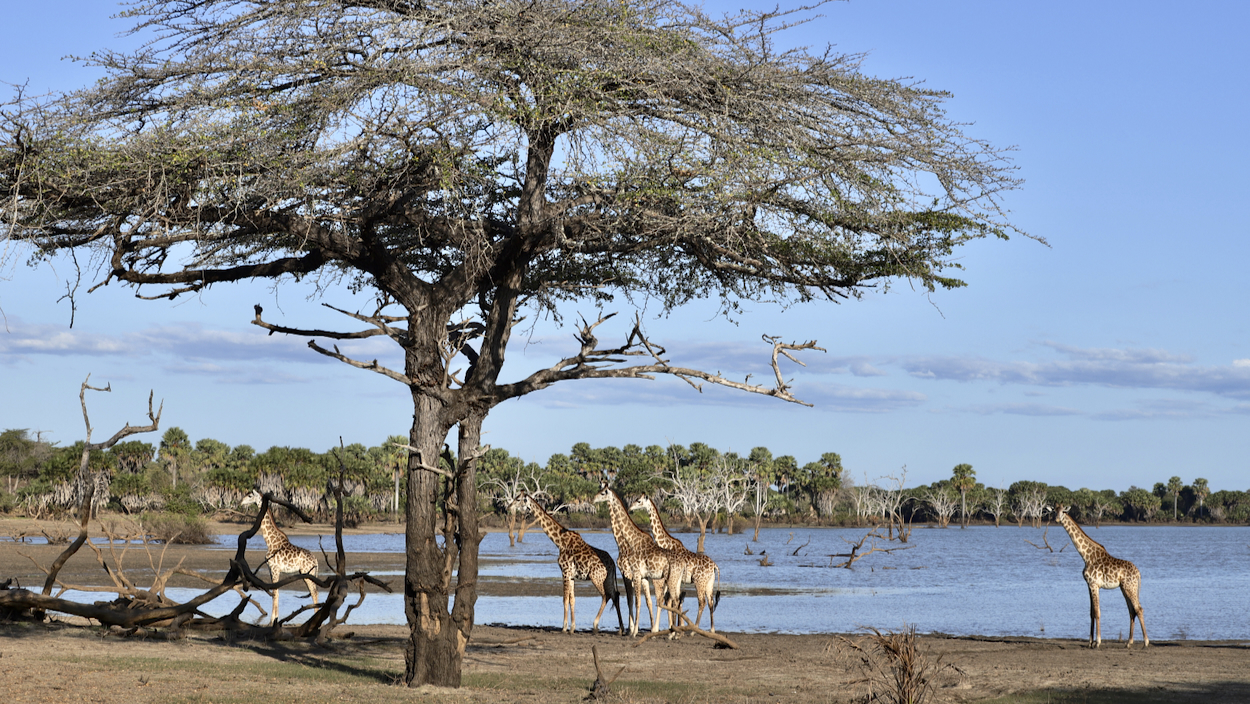 -- En SAFARI dans le Sud de la TANZANIE  - Juin 2024  -- FIN le 17/08/24 -- - Page 11 Shu2