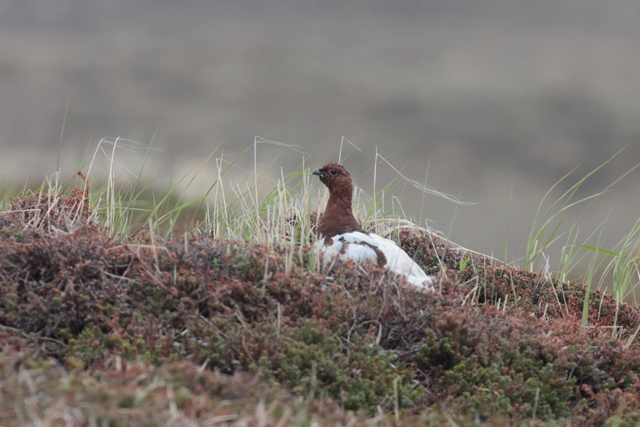 Voyage et ornithologie en Scandinavie 2024 0ggd