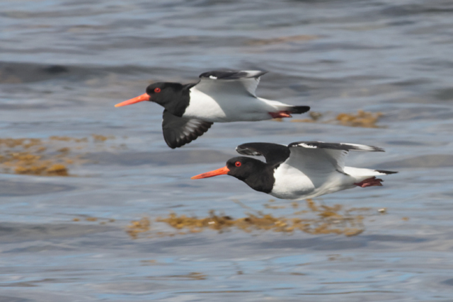 Voyage et ornithologie en Scandinavie 2024 1z8b