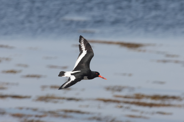 Voyage et ornithologie en Scandinavie 2024 200f