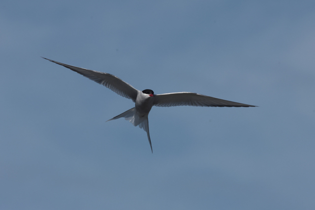 Voyage et ornithologie en Scandinavie 2024 4vgv