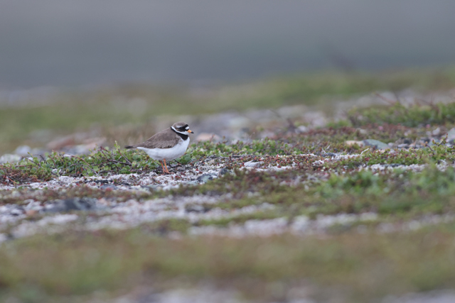 Voyage et ornithologie en Scandinavie 2024 5cyh