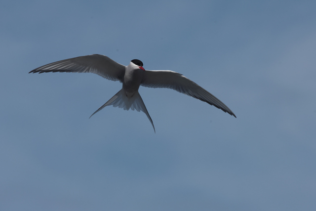 Voyage et ornithologie en Scandinavie 2024 5qw7