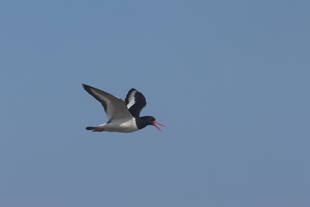 Voyage et ornithologie en Scandinavie 2024 9zc2