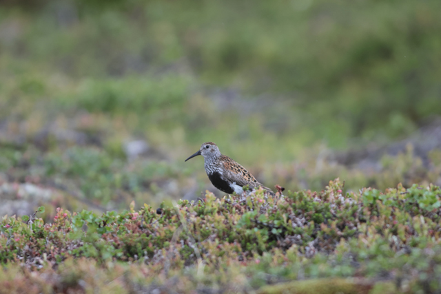 Voyage et ornithologie en Scandinavie 2024 A00r