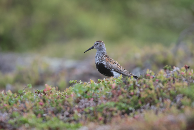 Voyage et ornithologie en Scandinavie 2024 Byam