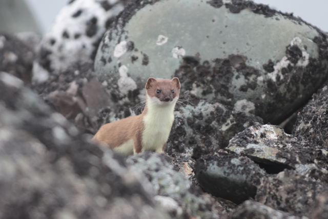 Voyage et ornithologie en Scandinavie 2024 Dklw