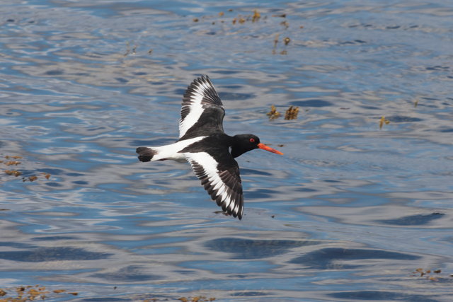 Voyage et ornithologie en Scandinavie 2024 G0qi