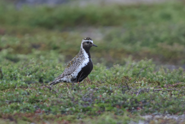 Voyage et ornithologie en Scandinavie 2024 Gwzo