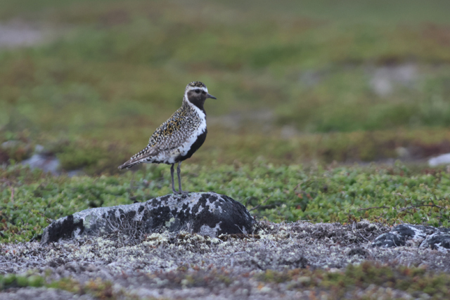 Voyage et ornithologie en Scandinavie 2024 Hoe8