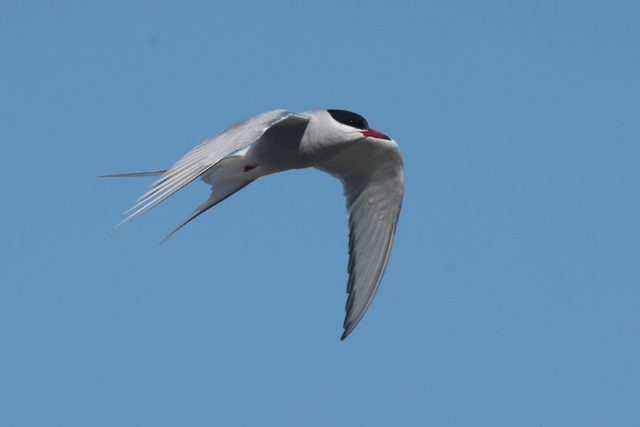 Voyage et ornithologie en Scandinavie 2024 Hua2