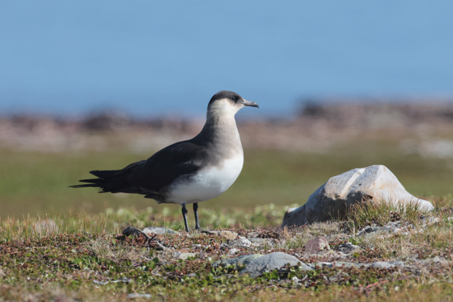 Voyage et ornithologie en Scandinavie 2024 I03f