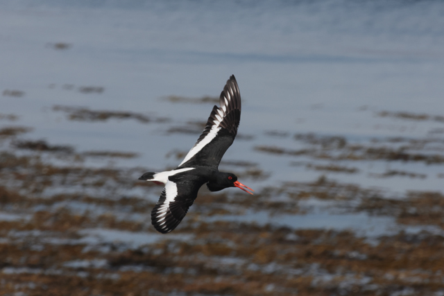 Voyage et ornithologie en Scandinavie 2024 I86m