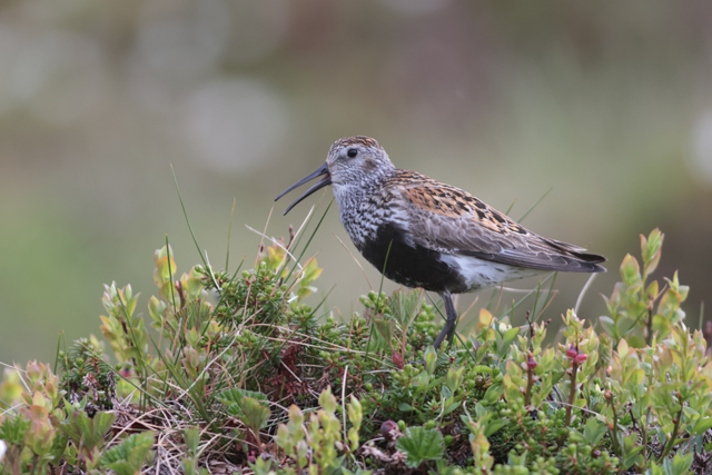 Voyage et ornithologie en Scandinavie 2024 K92f