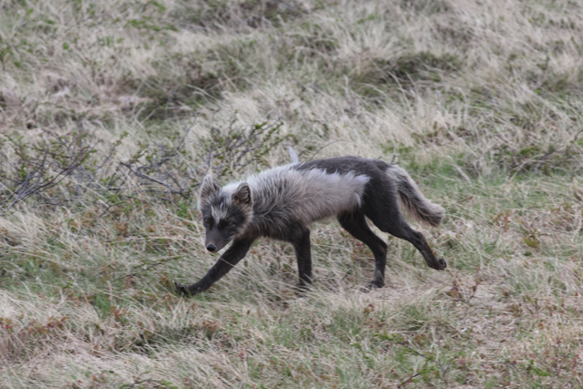 Voyage et ornithologie en Scandinavie 2024 Lk5h