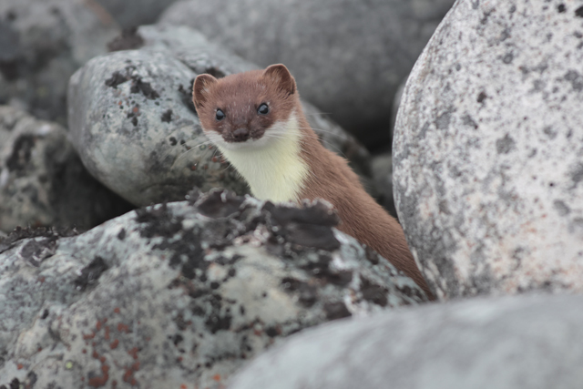 Voyage et ornithologie en Scandinavie 2024 Mbjm