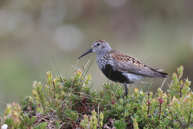 Voyage et ornithologie en Scandinavie 2024 Mmxj