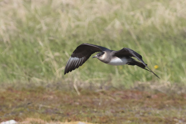 Voyage et ornithologie en Scandinavie 2024 S071