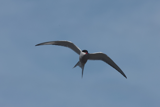 Voyage et ornithologie en Scandinavie 2024 V1z1