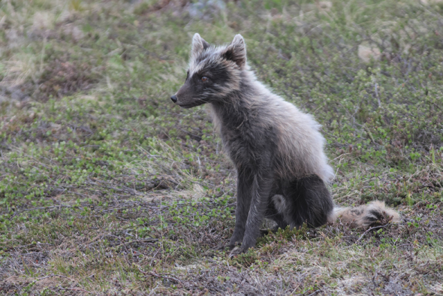 Voyage et ornithologie en Scandinavie 2024 Wlir