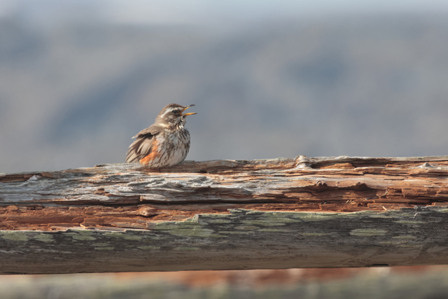 Voyage et ornithologie en Scandinavie 2024 Xeuy