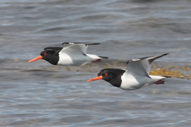 Voyage et ornithologie en Scandinavie 2024 Ydt7