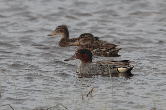 Voyage et ornithologie en Scandinavie 2024 Yg8g