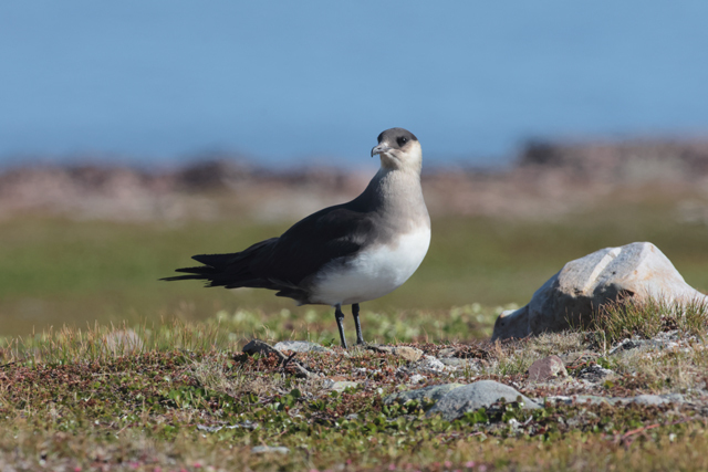 Voyage et ornithologie en Scandinavie 2024 Zfeb