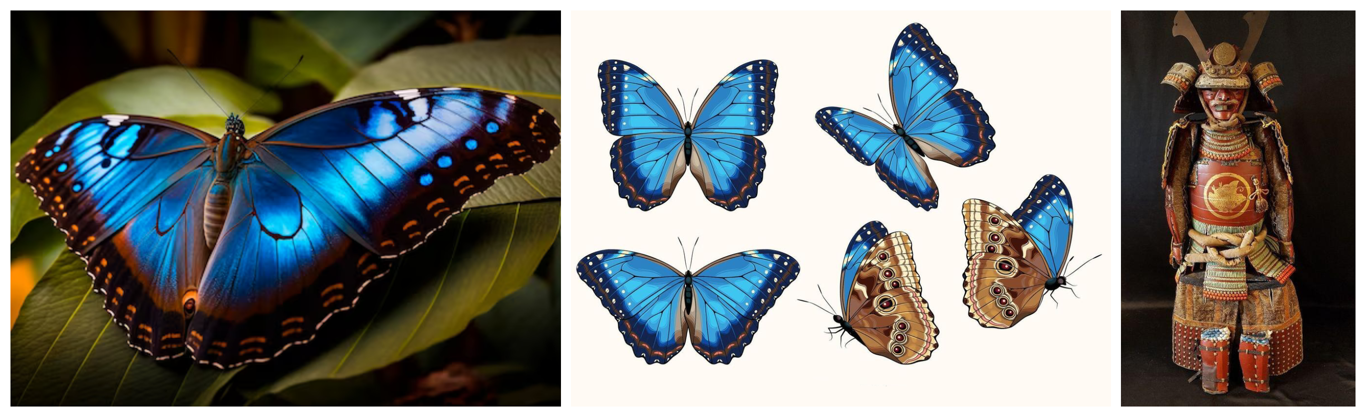 Morpho, symbole de Maronhi.