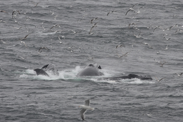 Voyage et ornithologie en Scandinavie 2024 Ibon