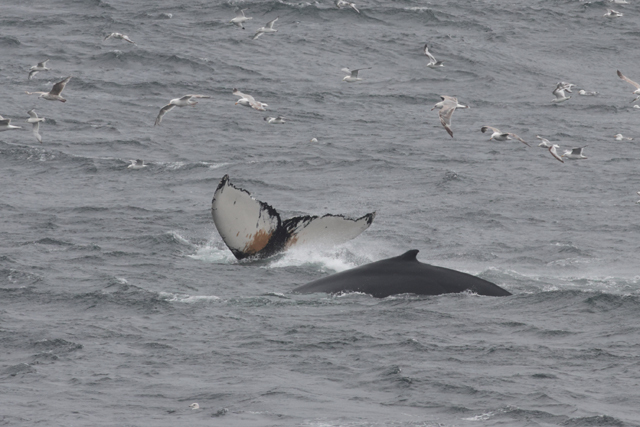 Voyage et ornithologie en Scandinavie 2024 Okyb