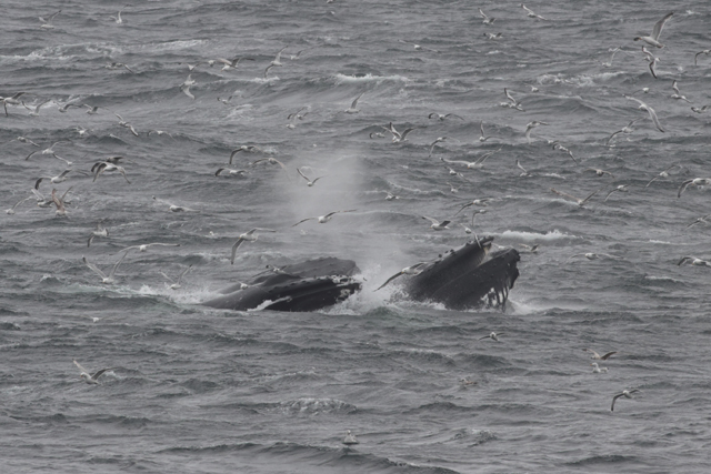 Voyage et ornithologie en Scandinavie 2024 Y0rj