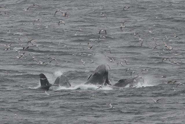 Voyage et ornithologie en Scandinavie 2024 Zhvq