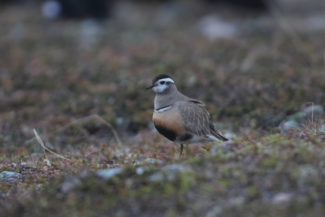 Voyage et ornithologie en Scandinavie 2024 0fcb