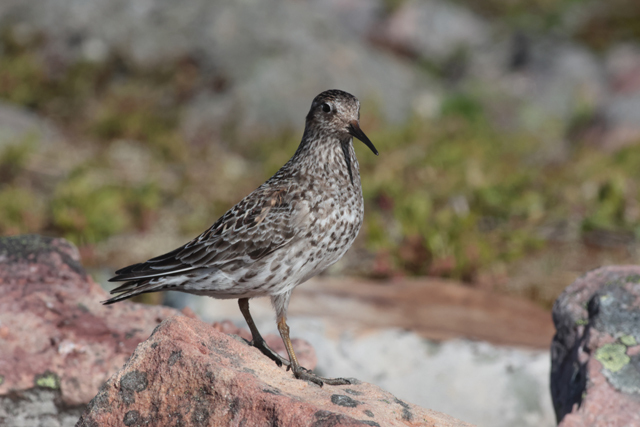 Voyage et ornithologie en Scandinavie 2024 2n3v