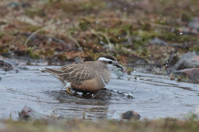 Voyage et ornithologie en Scandinavie 2024 3nhg