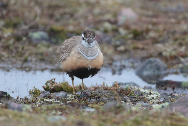 Voyage et ornithologie en Scandinavie 2024 48th