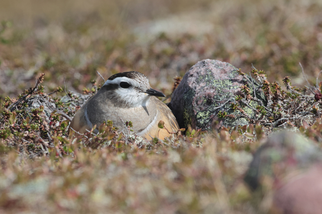 Voyage et ornithologie en Scandinavie 2024 4zfh