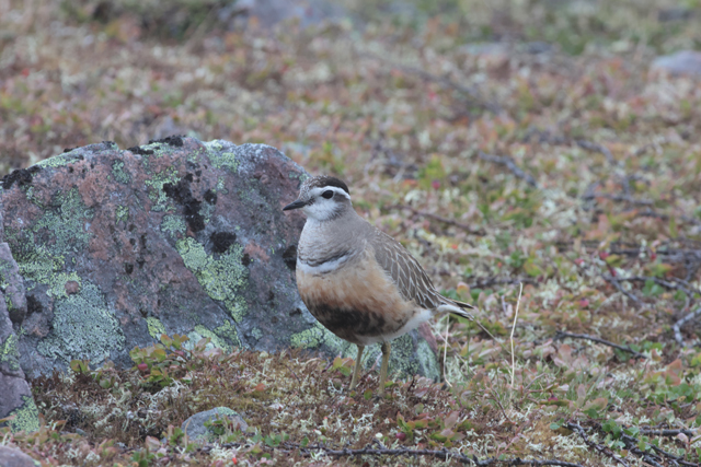 Voyage et ornithologie en Scandinavie 2024 5qt4