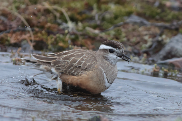 Voyage et ornithologie en Scandinavie 2024 8q9y