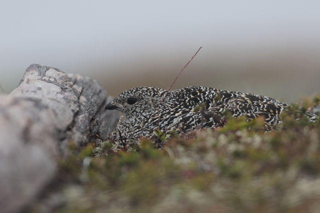 Voyage et ornithologie en Scandinavie 2024 9v4r